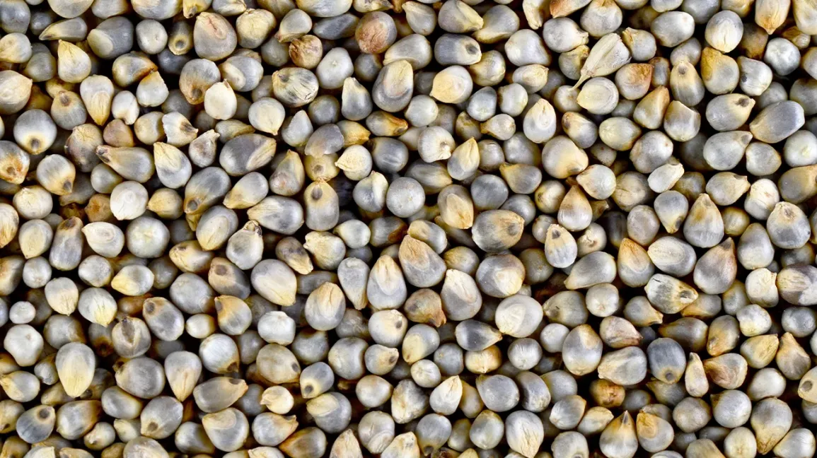 Bajra Millet